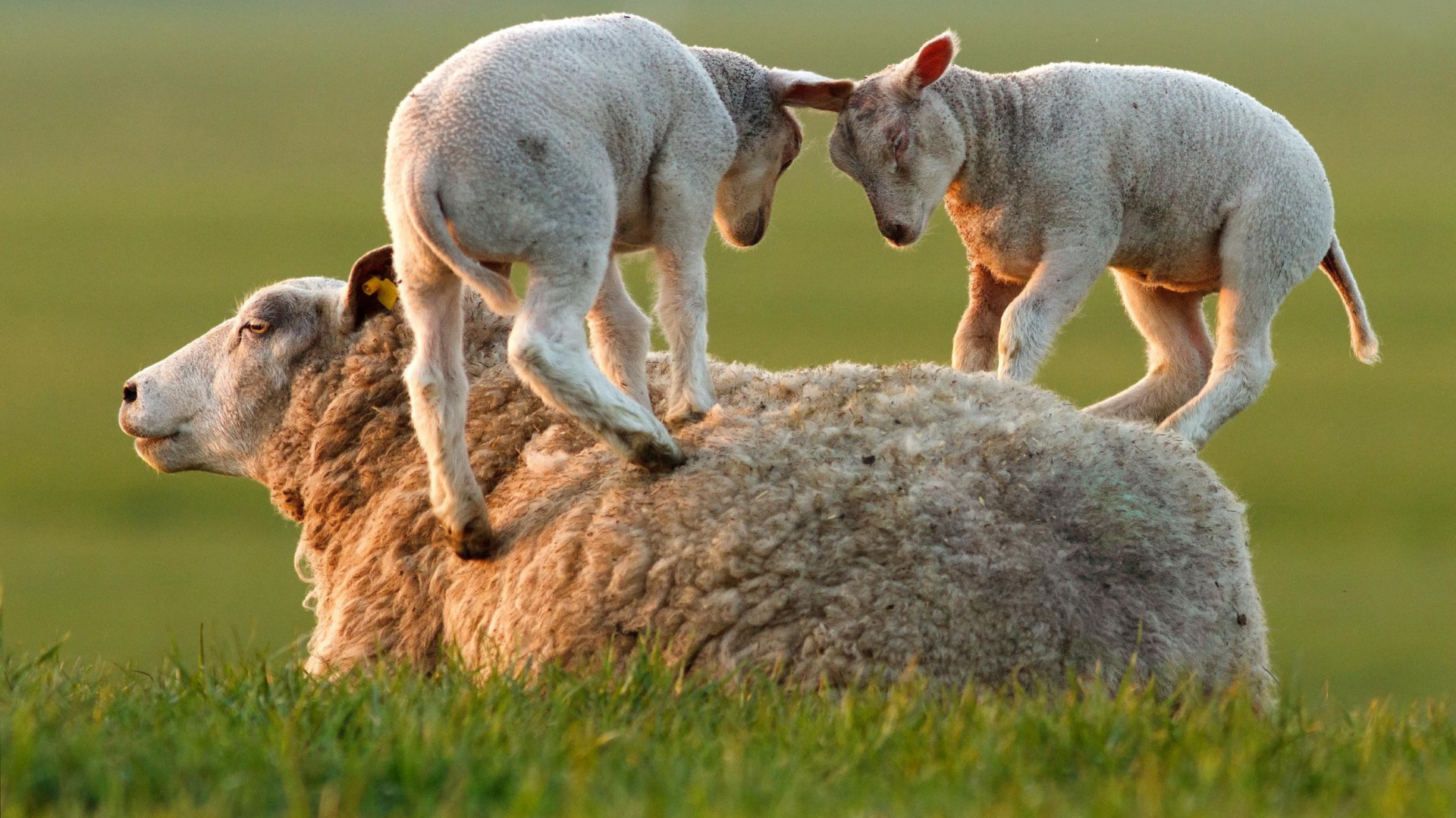 овца, игра, ягнята, трава
