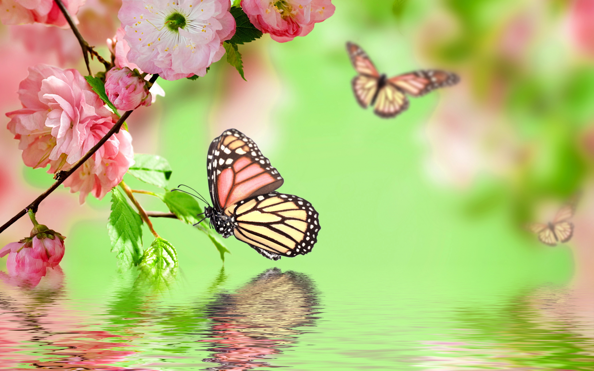 весна, spring, butterflies, цветение, pink, flowers, water, reflection, blossom