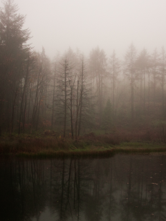 озеро, атмосферно, лес, туман, мрачно