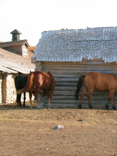животные, лошади, конь, деревня, склад, сарай, село, казахстан, лето, загон, жаксы, жайлау