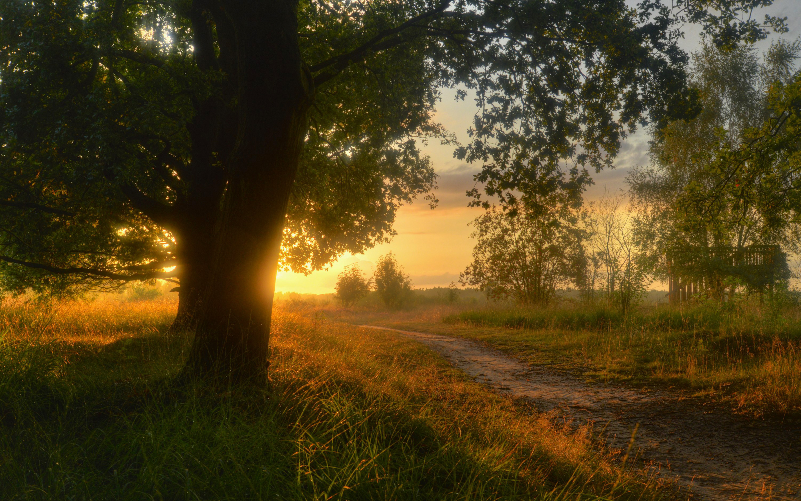 природа, нижняя саксония, sieringhoek, германия, lower saxony