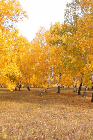 осень, лес, чимбай, береза, желтый, астана, береке, природа, казахстан