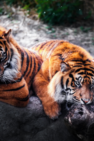 тигры, хищники, пара, дикие кошки, камень
