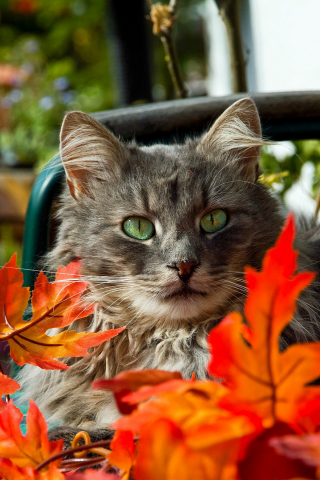 глаза, оранжевые, усы, кошка, серая, зеленые, листья