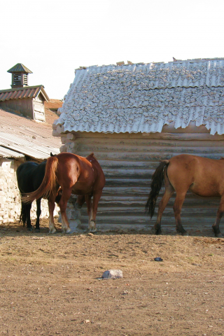 животные, лошади, конь, деревня, склад, сарай, село, казахстан, лето, загон, жаксы, жайлау