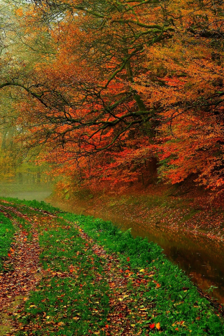 hdr, trees, river, autumn, forest, листья, leaves, walk, nature, water, деревья