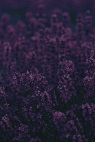 Purple, светы, текстура