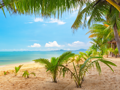 palm trees, sea, clouds, tropical beach, sand, beautiful , sky, landscape, nature, tropical