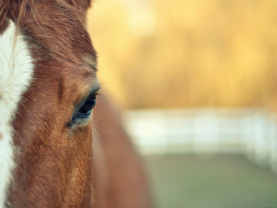 конь, глаз, обои, horse, размытие, морда, животные, лошадь