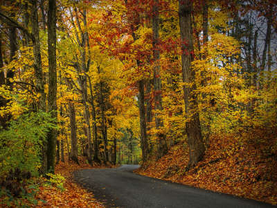 trees, leaves, autumn, nature, forest, park, hdr, листья, деревья, walk, лес