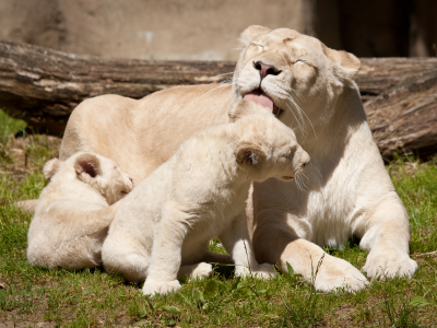 львица, львёнок, кошки, львята, белые львы, семья