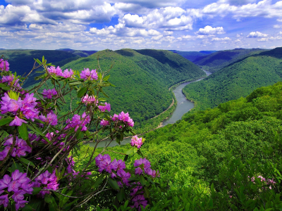 горы, река, природа, цветы