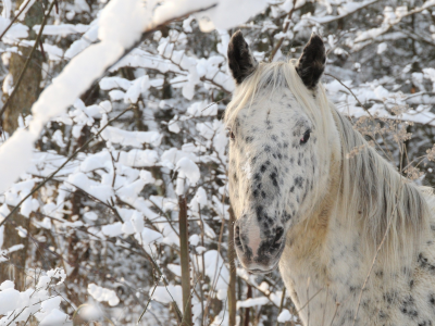 морда, лошадь, конь, зима, снег, лес