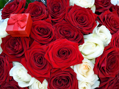 букет, цветы, коробочка, розы, красная, предложение