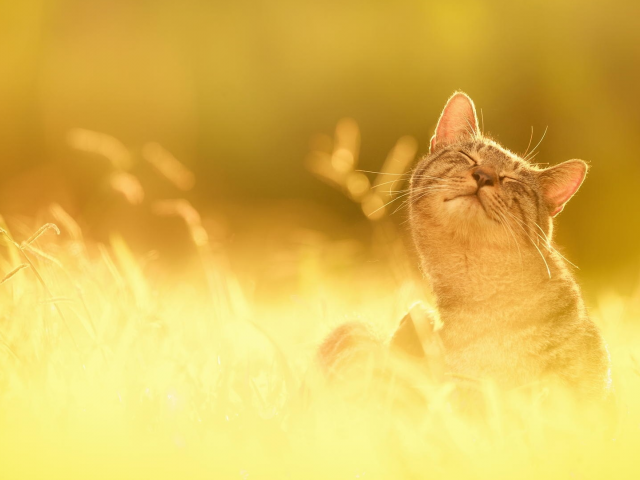 солнце, природа, трава, счастье, кот