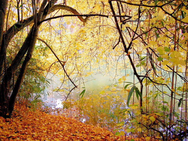 парк, озеро, осень, деревья, спокойствие, листья