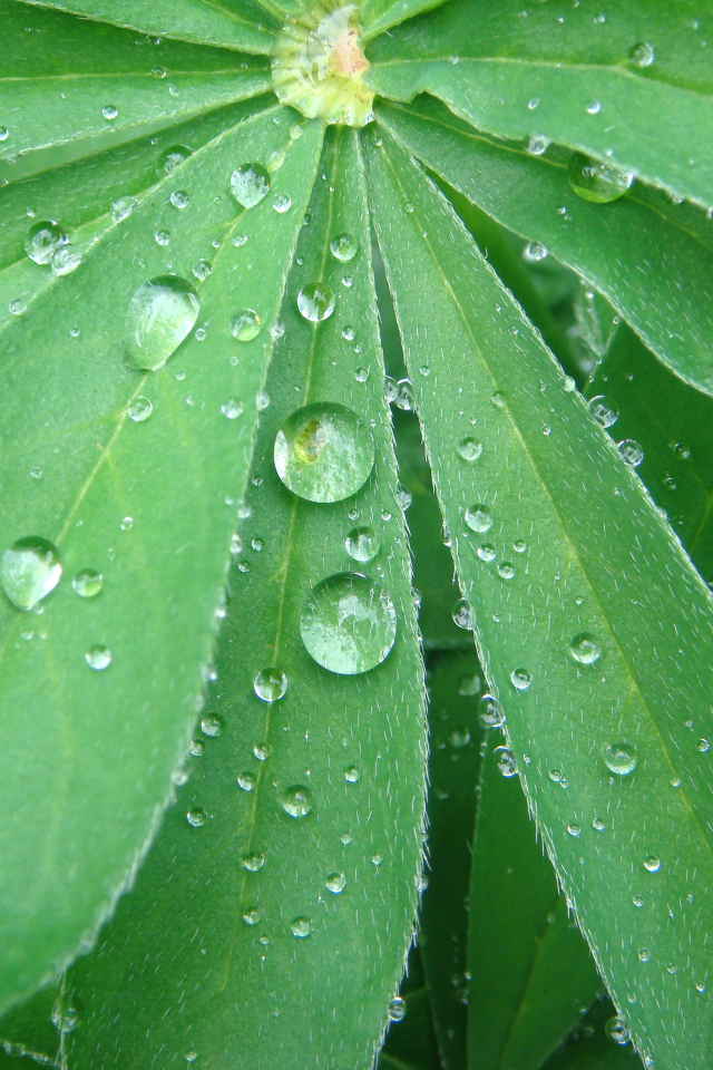 растение, цветок, люпин, лист, зеленый, капли, капля, дождь