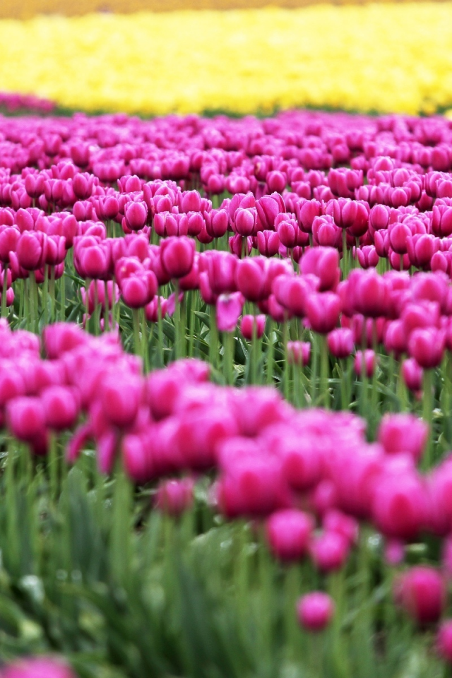 цветочки, розовый, поле, цветы, тюльпаны, природа