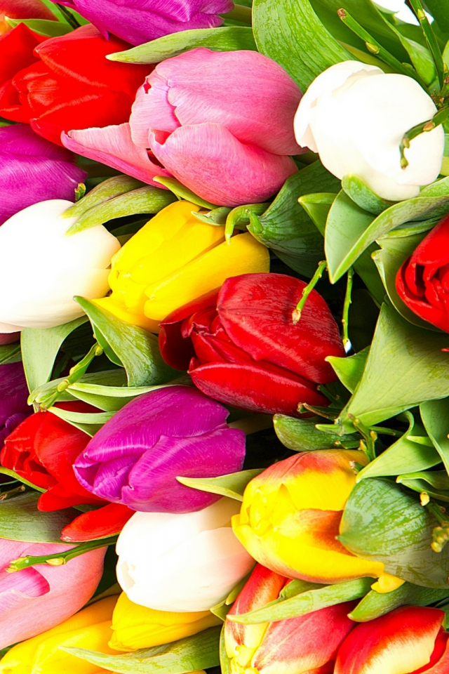 bright, flowers, pink, white, varicoloured, tulips, bouquet, red, petals, violet, beauty, yellow