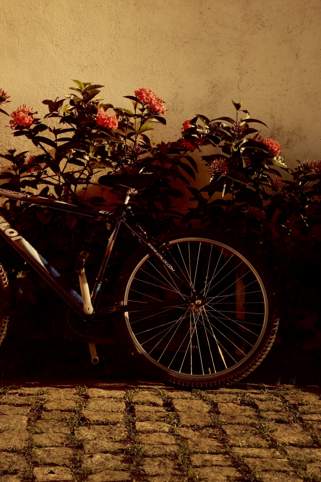 велосипед, цветочки, фон, цветы, колеса, настроения