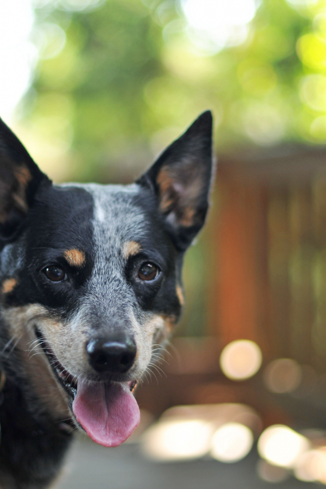 собака, взгляд, друг, боке, australian cattle dog