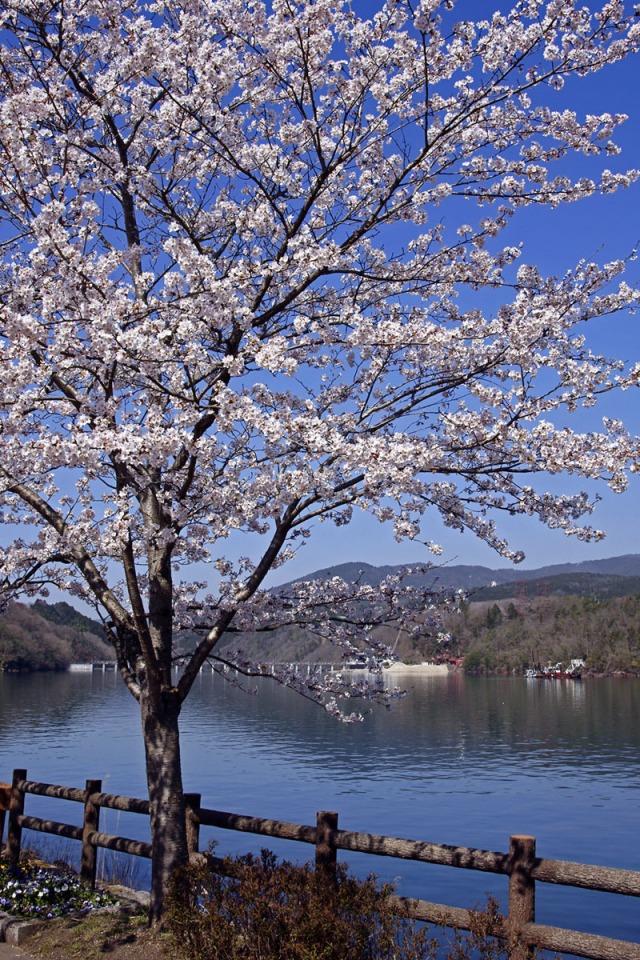 весна, япония, река, сакура