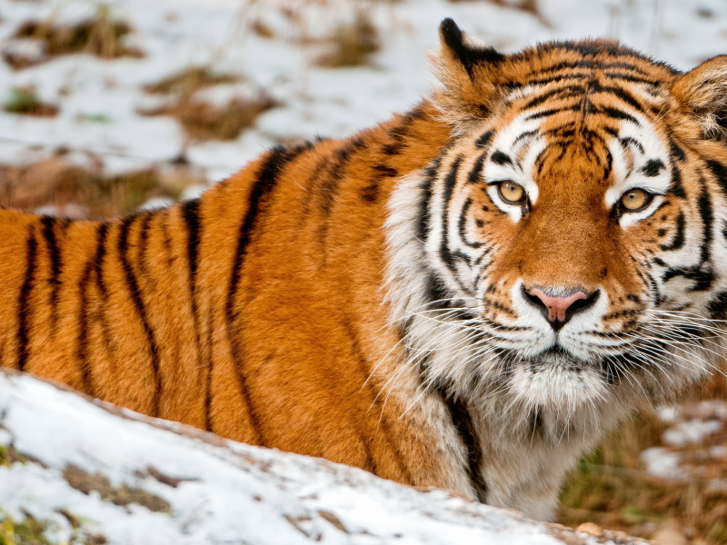 снег, морда, взгляд, животное, тигр