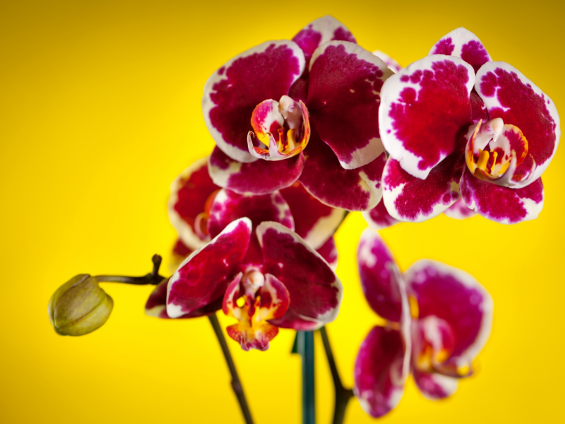 фон, орхидеи, пестрые, цветы