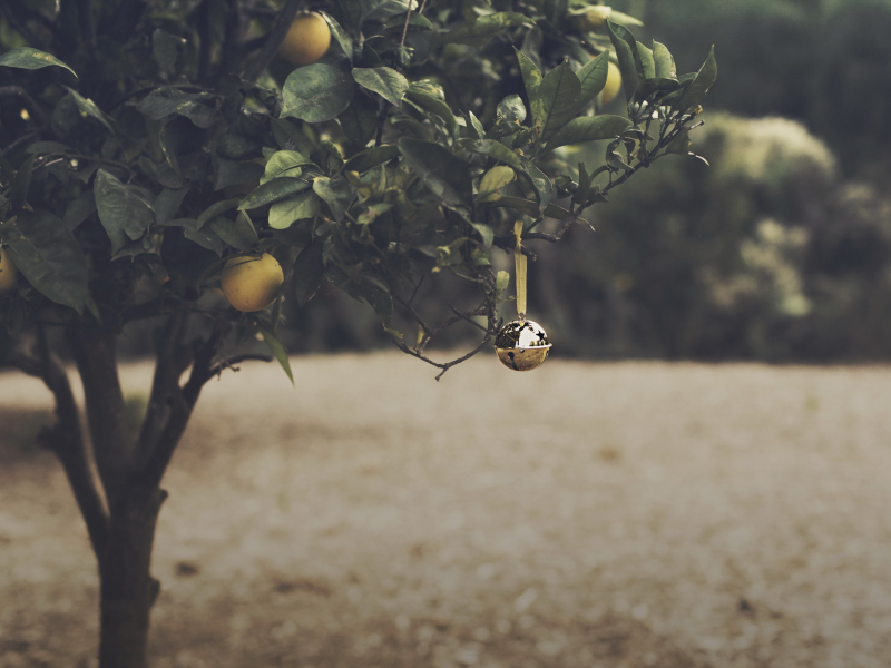 orange grove, christmas, bell