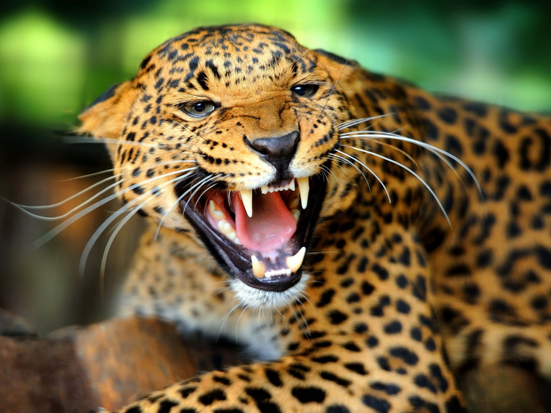 злость, леопард, дикая кошка, морда, оскал, ярость