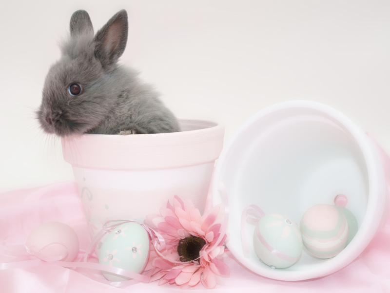 кролик, easter, яйцо, пасха, цветок, горшок