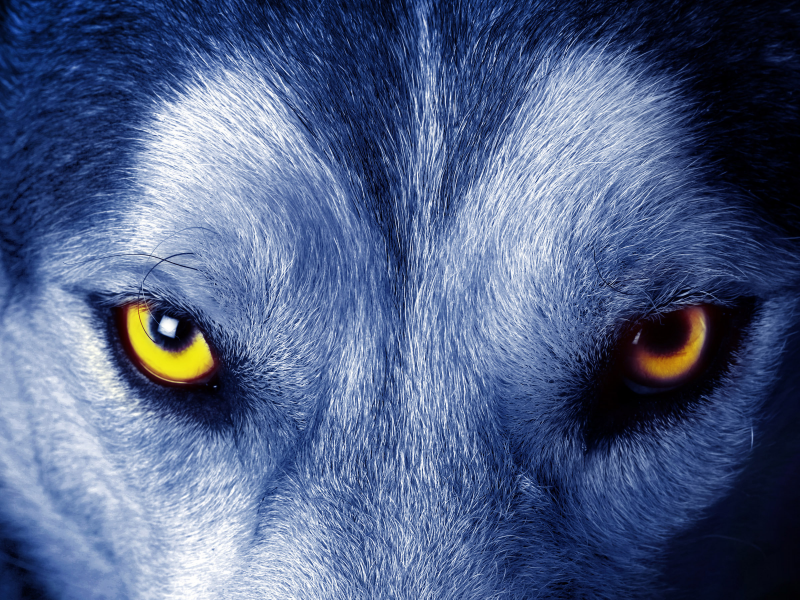 глаза, волк, взгляд, шерсть