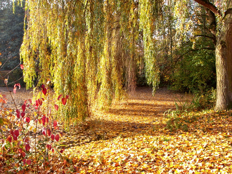 парк, осень, деревья, ива, дерево, листва, опавшая