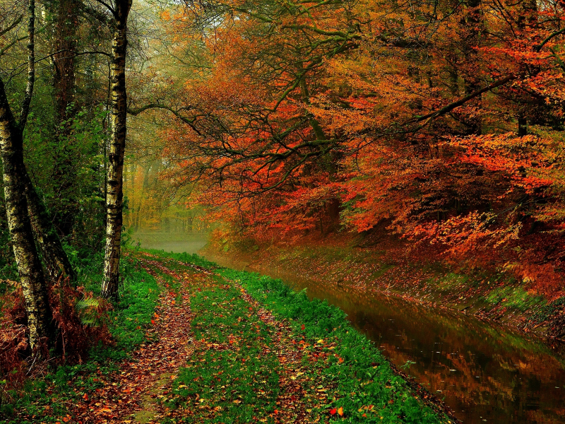 hdr, trees, river, autumn, forest, листья, leaves, walk, nature, water, деревья