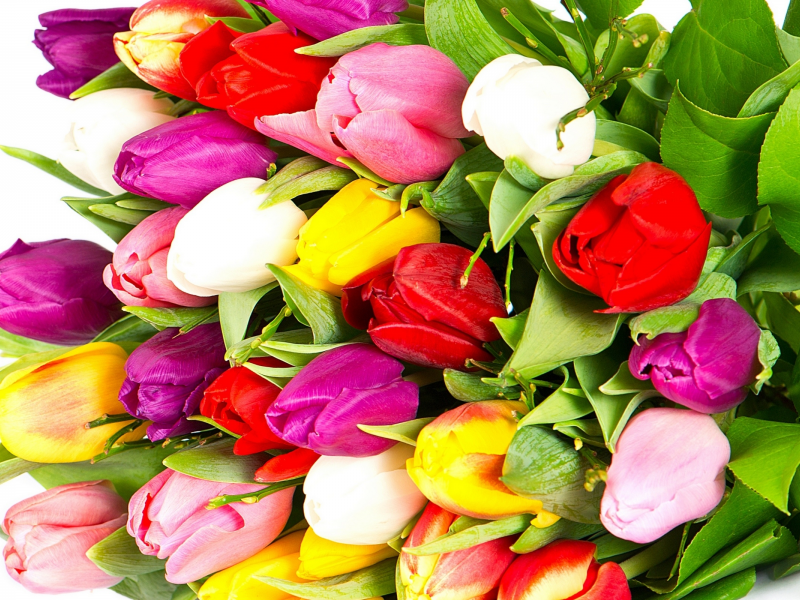 bright, flowers, pink, white, varicoloured, tulips, bouquet, red, petals, violet, beauty, yellow