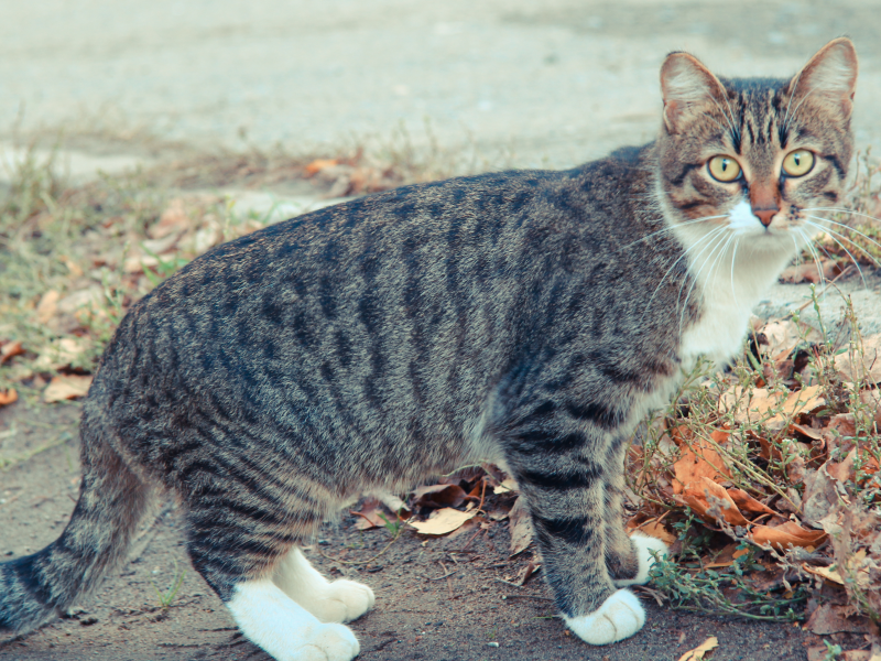 осень, кот, глаза, cat, кошка, коте