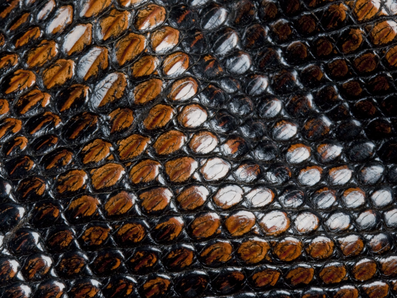 змеи, чешуя, кожа, animal texture