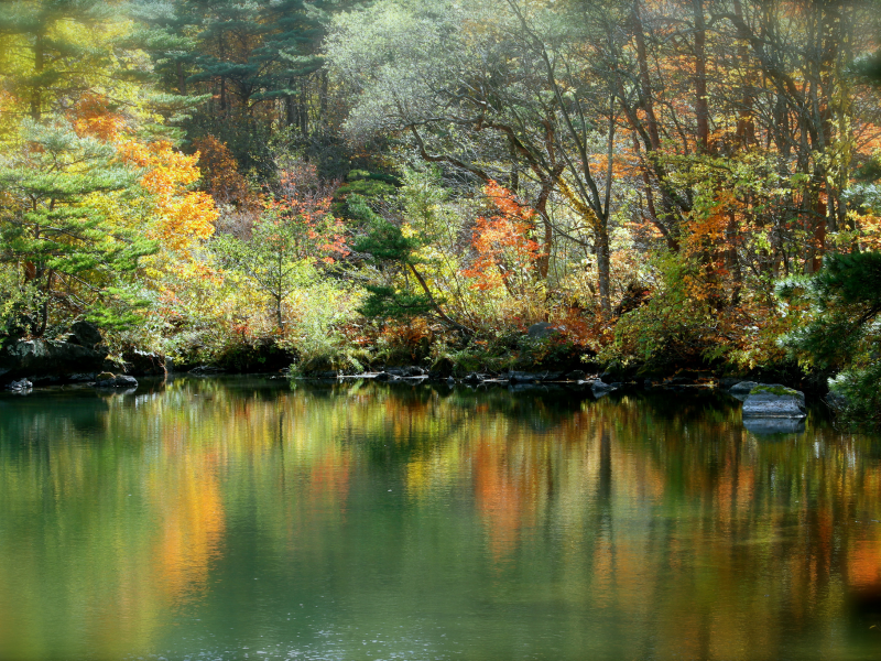 озеро, отражение, осень, лес