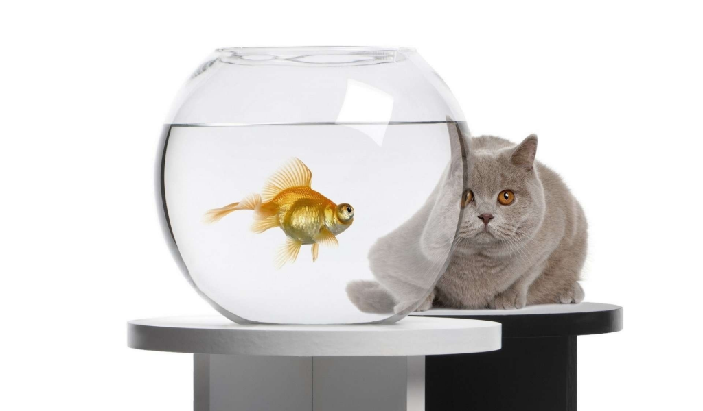 золотая рыбка, аквариум, кот