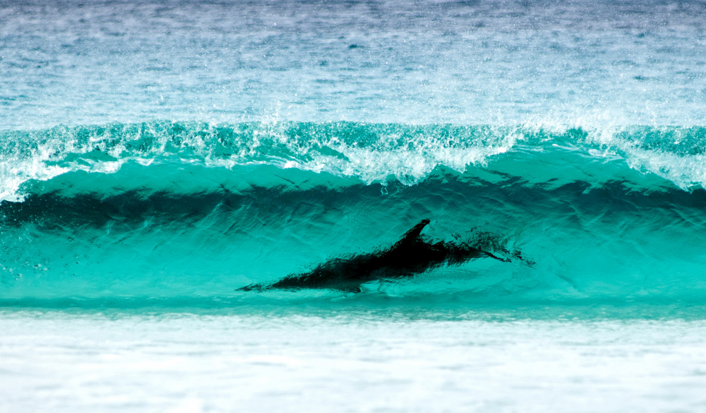 wave turquoise color, le grand np, water, nature, dolphin, wa , surfing, cape, sea, shore