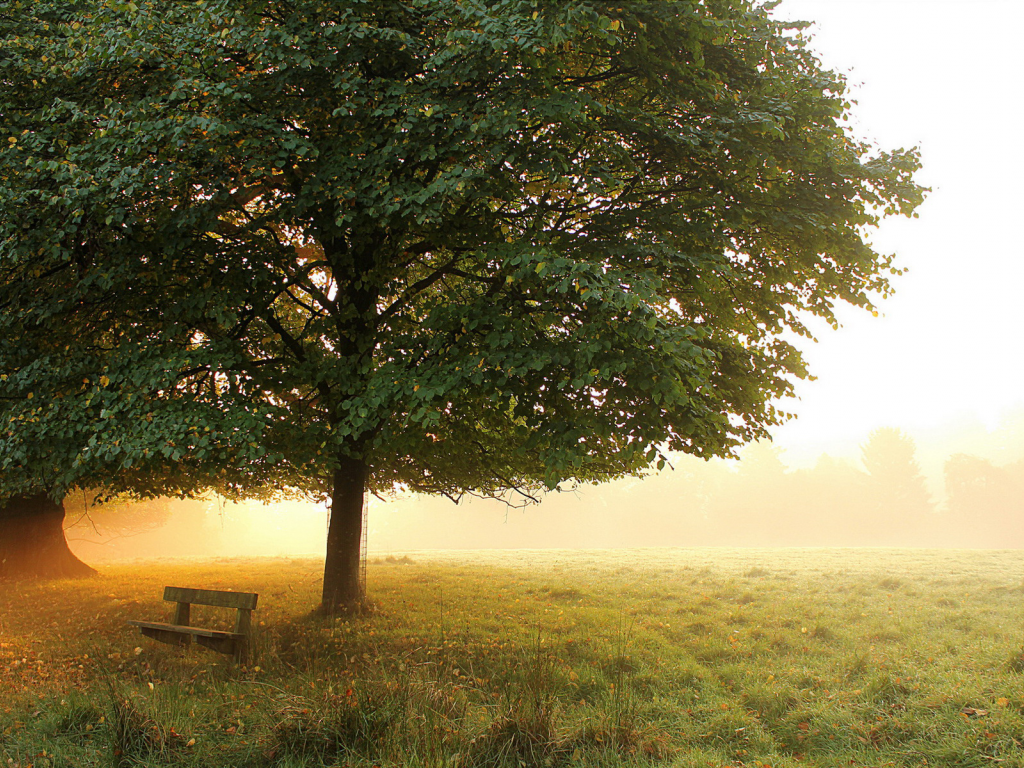 туман, деревья, осень, луг, скамейка, ранняя, утро, парк