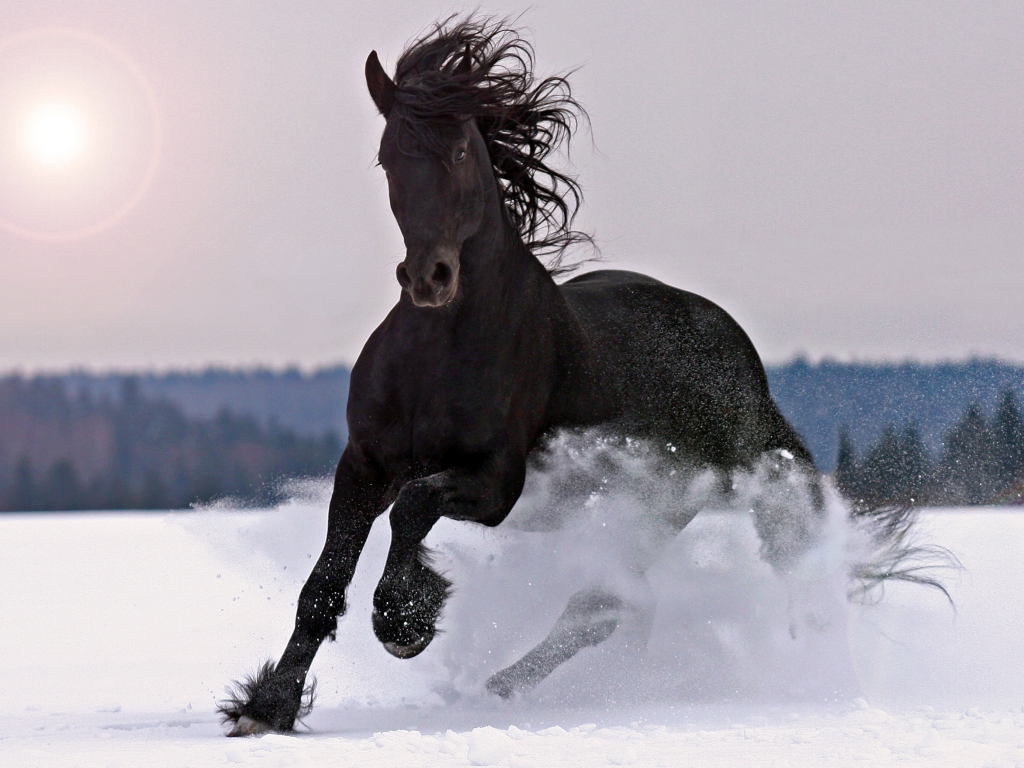 лошадь, снег, норов