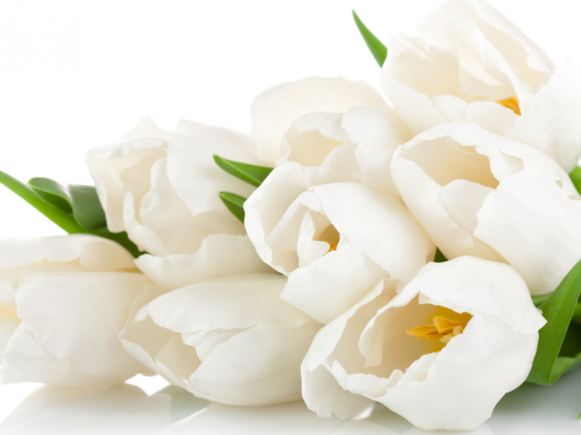 цветы, white, beauty, tulips, flowers, тюльпаны, нежные, bouquet, petals