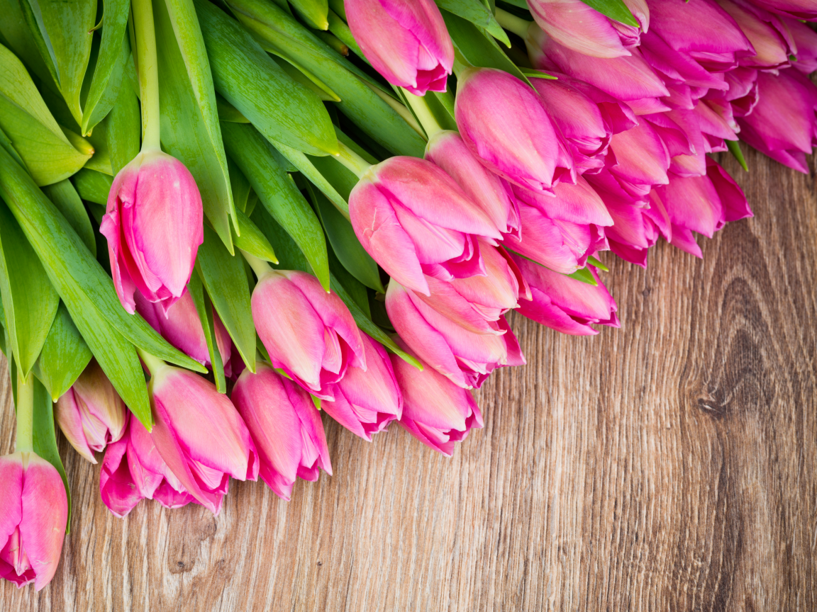 букет, тюльпан, розовые тюльпаны, цветы