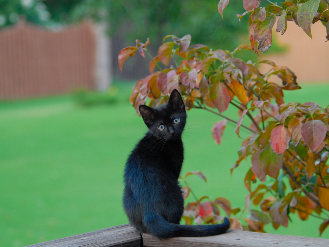 листья, ветки, чёрный котёнок