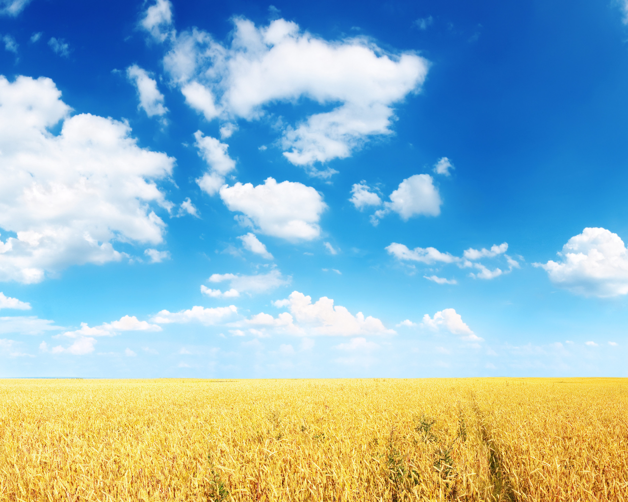 равнина, облака, пшеница, горизонт, колосья, нива, поле