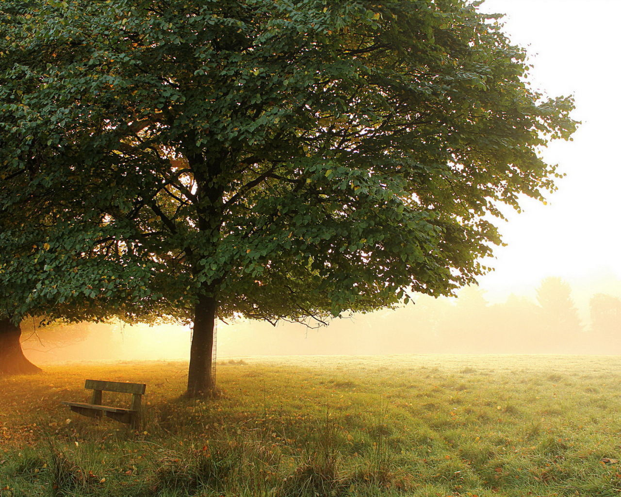туман, деревья, осень, луг, скамейка, ранняя, утро, парк