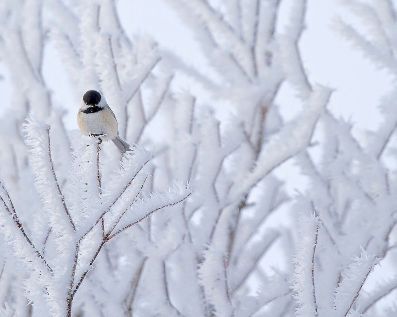 снег, птица, дерево, природа, синица