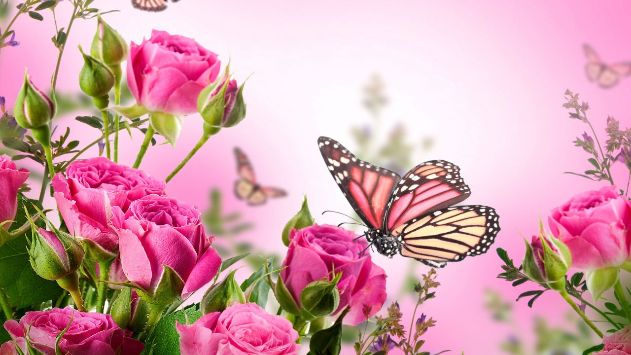 розы, butterflies, blossom, pink, beautiful, flowers, цветы, roses, бабочки