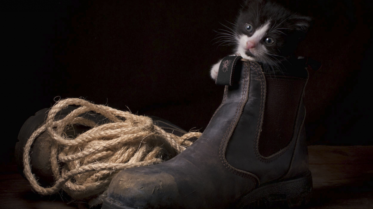 ботинок, котёнок, верёвка
